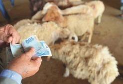 Kurban kesmek Kuran'da geçiyor mu? Kurban kesmek farz mı? Kurban hangi ayetlerde geçiyor?