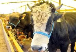 Büyükbaş kurbana kaç kişi ortak olabilir, büyükbaş kurbana 6 kişi girebilir mi? Büyükbaş kurbana kaç hisse (kişi) girilir?