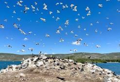 Çıldır Gölü, kuş cennetine döndü! Hepsinin ayrı bölgesi var