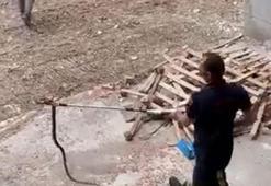 Havalar ısınınca ortaya çıktılar! Uzmanlar uyardı
