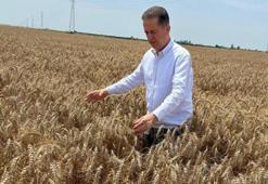 Yüreğir Ziraat Odası Başkanı Doğan: "Açıklanan buğday fiyatı beklentileri karşılamadı"