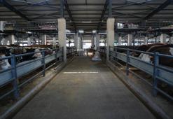 Bayrama sayılı günler kala üreticilerden marketlere ‘kurban ticareti’ tepkisi