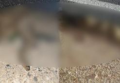 Gaziantep'te nesli tehlike altındaki saz kedisi araç çarpması sonucu telef oldu