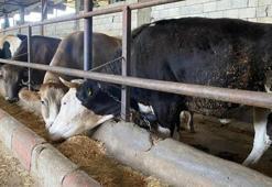 Kurban kesmek farz mı, vacip mi? Kimler kurban kesmekle yükümlüdür, kurban kimlere farz değildir, kaç gram altın olursa kurban kesilir?