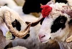 Kurban kesmek için ne kadar paramız olması gerekir, kaç gram altın olursa kurban kesilir? Dinimize göre kurban kesmenin şartları nelerdir?