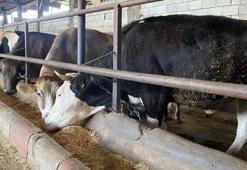 Kurban eti nasıl pay edilir? Kurban eti kaç pay dağıtılır, kaça bölünür? İşte kurban eti paylaşımı ayeti...