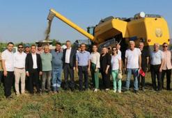 Adana Çukurova'da ilk kez ekilen karabuğdayın hasadı yapıldı