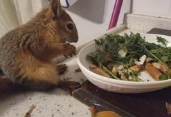 Adana'da doğada buldukları sincabı kışın korudular, yazın doğaya bıraktılar