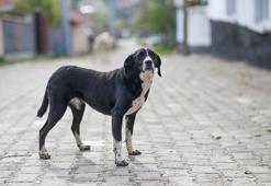 Sahipsiz hayvanlarla ilgili düzenleme komisyondan geçti