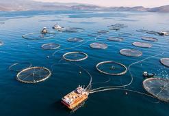 Kültür balıkçılığında üretim rekoru! iç sularda 6, denizlerde 11 tür üretildi