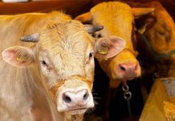 Adana'da kurban kesim ve satış yerleri belli oldu