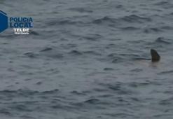 Köpek balığı ülkeyi karıştırdı! Plajlar kapatıldı