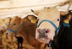 19 Haziran bayram mı, Kurban Bayramı ne zaman bitiyor 2024? Bugün bayramın kaçıncı günü?