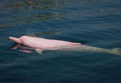 Pembe yunus balığı nerede yaşar, gerçekten pembe yunus balığı var mıdır? Neden pembe yunus var?