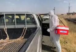 Şanlıurfa'da bir kuduz vakası daha: Vatandaşlar tepki gösterdi