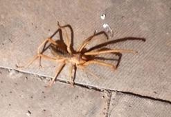 Sarıkız örümceği zehirli mi, sarıkız örümceği ısırığı öldürür mü? Böğü böceği (sarıkız böceği) nedir?