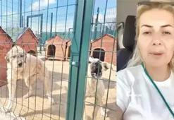 Kuduz köpekleri toplayıp Ankara'ya getiren şahıs tahliye edildi