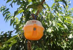 Adana'da ani sıcaklardan artan Akdeniz Meyve sineği üreticilerin kabusu oldu