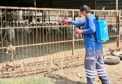 Adana'da meyve ihracatının düşmanı Akdeniz Meyve Sineği ile topyekun mücadele