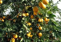 Limon nasıl 100 TL oldu? Dalda çürümüştü