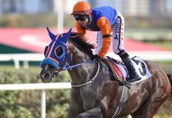 Son Of Cooger kimin atı? 98. Gazi Koşusu favorisi Son Of Cooger'a kim biniyor? Ganyanı kaç? Ayhan Ahrasoğlu kimdir?