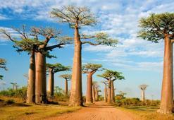 1000 yıl yaşayan hayat ağacının şifresi çözüldü! Bilim insanlarının keşfiyle doğduğu yer belirlendi