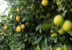Adana'da sezonunda para etmeyen limon halde 50 lira! Fiyatlar düşecek