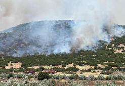 İzmir, Manisa ve Kahramanmaraş'ta orman yangını: Ekipler müdahale ediyor