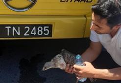 İETT Şoföründen örnek alınacak hareket! Yaralı martıyı veterinere götürdü
