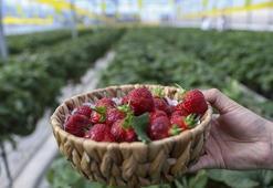 65 yaş üstüne ücretsiz olacak! Gaziantep'te istedikleri kadar yiyebilecekler