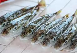 İstilacı balon balığını yakalayanlara ödül Her adedi için 10 lira ödeme gerçekleştirilecek.