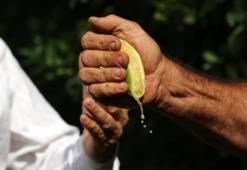 Erken hasat edilen Mayer limonların kalitesinde büyük risk