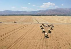 TİM açıkladı: Türkiye'de kişi başına 250 kilo buğday üretiliyor