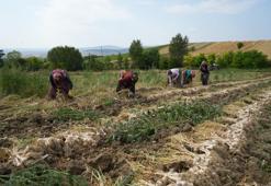 Avrupa Birliği tarafından tescillendi! Hasat devam ediyor, 40 ila 130 lira arasında satılıyor