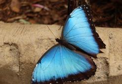 Srebrenitsa katliamı sembolü mavi kelebek ne anlama geliyor, mavi kelebekler olayı nedir? Neden Srebrenitsa soykırımının simgesi?