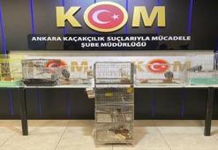 Ankara'da 12 nesli tükenme tehlikesi altında olan papağan yakalandı