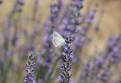 Yüzlerce fotoğrafçı akın etti! Geleneksel Saimbeyli kelebeği gözlem etkinliği başladı