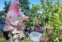 Ordu'da mavi yemiş üreticilerin yüzünü güldürdü! Kilo fiyatı 350 liradan satılıyor