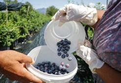 Bilecik'te atıl tarlalara ekilen mavi yemiş meyvelerini vermeye başladı! Üreticilere büyük kazanç sağlayacak