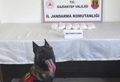 Gaziantep'te 5 kilo metamfetamin ele geçirildi! Köpek timleri yakaladı