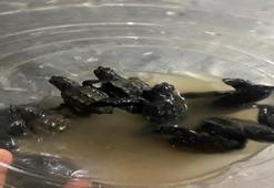 Adana Yumurtalık sahilinde bulunan caretta caretta yavruları koruma altına alındı