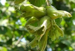 Fındık üreticilerine erken hasat uyarısı! "Kalitesiz fındık ortaya çıkar"