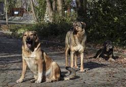 Sokak hayvanları teklifi komisyonda hararetli başladı! Böyle tepki gösterdi