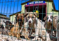 Sokak hayvanları yasası ilk 3 maddesi nedir? Sokak hayvanları yasası 17 madde