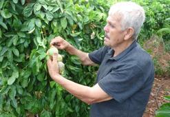 Deneme amaçlı ektiği tropik meyve yüzünü güldürdü: Kilosu 100 TL'den kapış kapış gidiyor