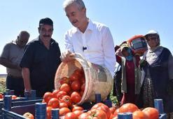Fiyatlar tarladan pazara değişmiyor! Gaziantep Şahinbey'in büyük başarısı