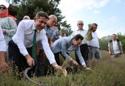 Lavanta bahçelerinde ellik ve orakla hasat başladı: Tapanlı kadınlar üretiyor ziyaretçiler akın ediyor