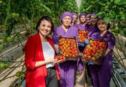 150 futbol sahası büyüklüğünde ‘teknolojik sera’