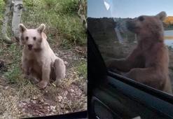 Nemrut Dağı'nda korku dolu anlar! Ayılar fotoğraf çeken turistlere saldırdı: O anlar kamerada
