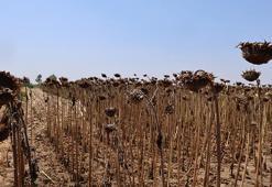 Çukurova'yı kuraklık vurdu! Yüzde 50'den fazla düşüş var